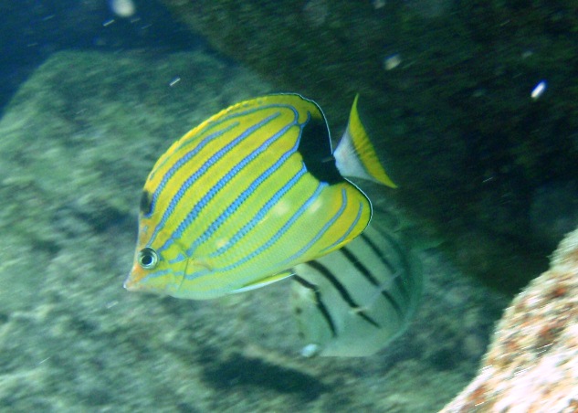 Striped convict fish